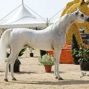 OM EL SHADINA