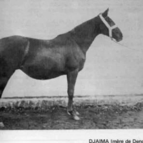 Djaima