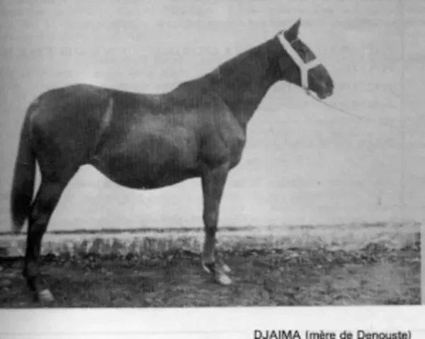 Djaima
