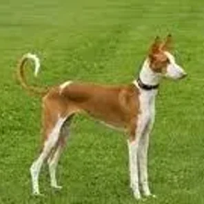 Ibizan Hound
