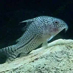 Catfish - Armored