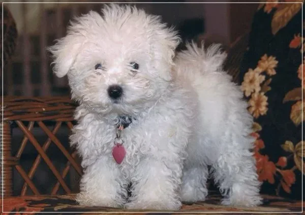 If you have always longed to have a canine pet and have not been able to do so because of lack of time, then think again. There are a few Low Maintenance Dog Breeds.