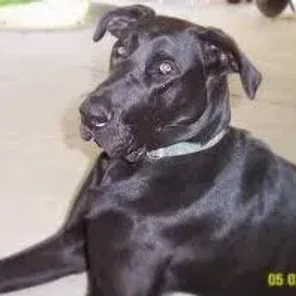 Labradane (Designer Dog)