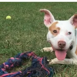 When They Saw What Was Circling This Pit Bull Puppy