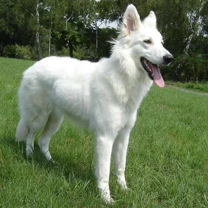 White Swiss Shepherd