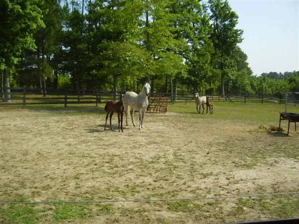 Luxemere Patrician as a foal with his famous dam TA Jihana Bey.