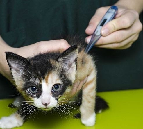 Fevers in Cats