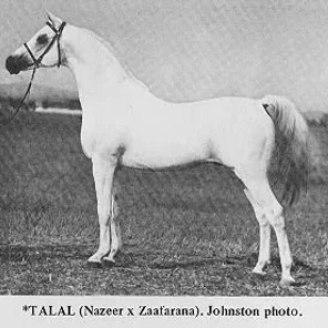 *TALAL