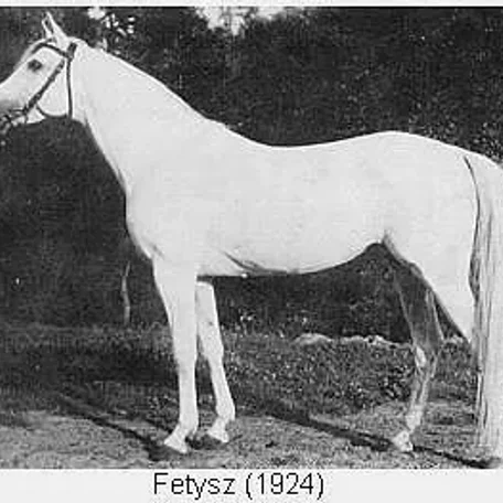 FETYSZ