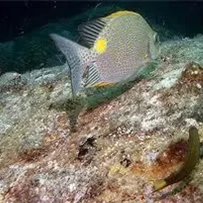 Rabbitfish