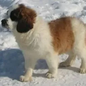 Miniature Saint Bernard (Designer Dog)