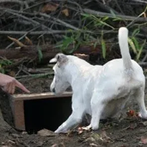 History of Earthdog Test 2