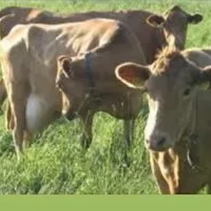 Western Finncattle