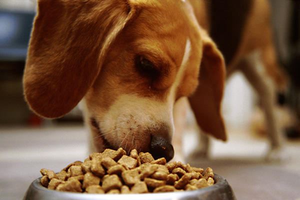 Katy's 10 tips for choosing the right pet food, Part 1