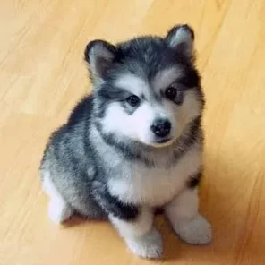 Pomsky