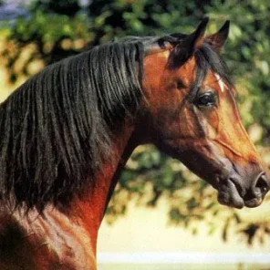 Algomej