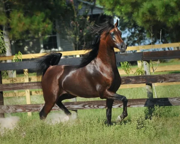 MARWAN AL SHAQAB