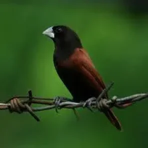 Black Headed Manakin