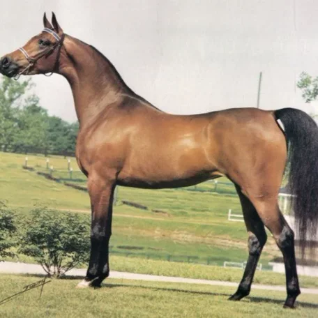 KAJORA (Kaborr x Edjora by Exelsjor) ~ Dam of Gazal Al Shaqab