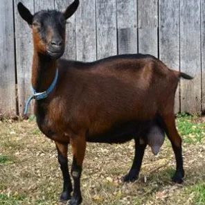 Oberhasli Goat
