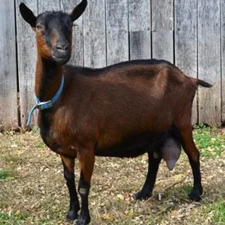 The Oberhasli (also known as the Oberhasli Brienzer) is a dairy breed developed in the mountainous cantons of Bern, Freiburg, Glarus, and Graubunden in Switzerland.