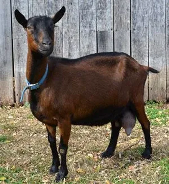 The Oberhasli (also known as the Oberhasli Brienzer) is a dairy breed developed in the mountainous cantons of Bern, Freiburg, Glarus, and Graubunden in Switzerland.