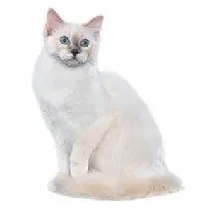 Calmest Cat Breeds