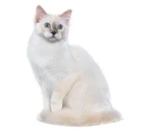 Calmest Cats