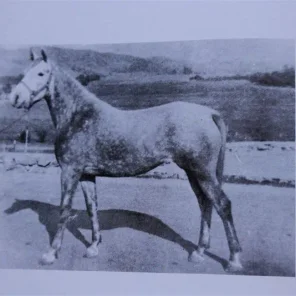 Pomona Ahrany