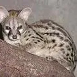 Genet