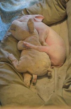 Pig Smarts