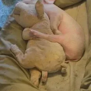 Pig Smarts