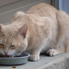 Feeding Your Cat: Know the Basics of Feline Nutrition - Pt 1