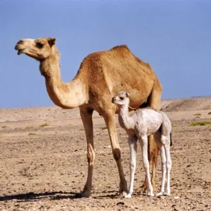 Camel