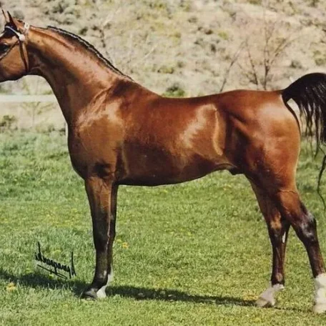
          Photo by Luxemere Arabians
        