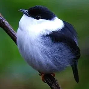 White-bearded