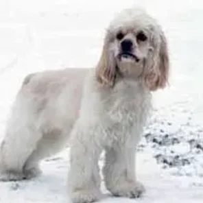Afghan Spaniel (Designer Dog)