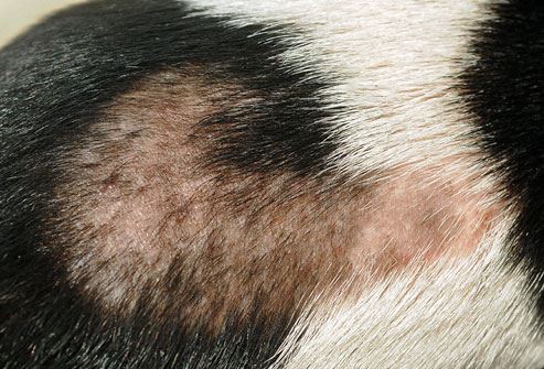 Diseases with Hair Loss in Cats