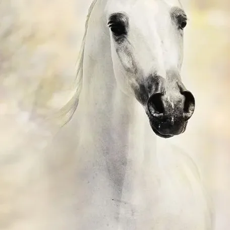 This white beauty is one of my most favorite Versace daughters!
IVORY LAVITA E BELLA ( VERSACE x IVORY KOMETA )