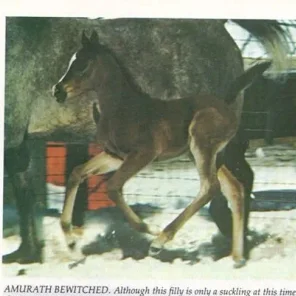 AMURATH BEWITCHED