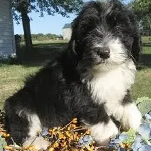 Shepadoodle (Designer Dog)