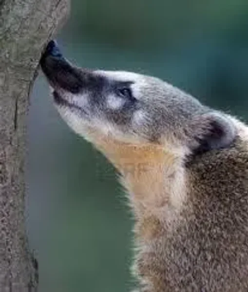 Confident Coati