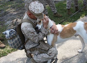 Nowzad Dogs Animal Rescue