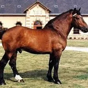 Norman Cob