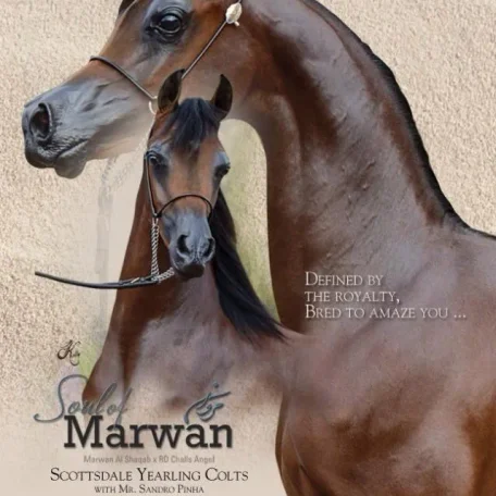 Soul Of Marwan AS
(Marwan Al Shaqab x RD Chall's Angel by Magnum Chall HVP)