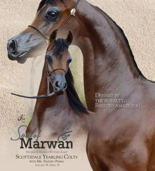 Soul Of Marwan AS
(Marwan Al Shaqab x RD Chall's Angel by Magnum Chall HVP)