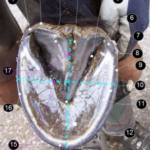 Hoof Care and Shoeing