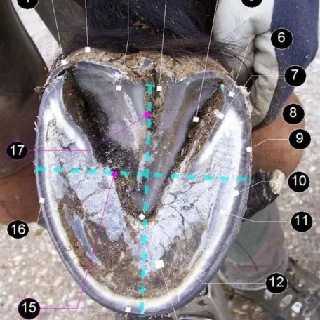 There are many aspects to horse care. Horses, ponies, mules, donkeys and other domesticated equids require attention from humans for optimal health and long life.