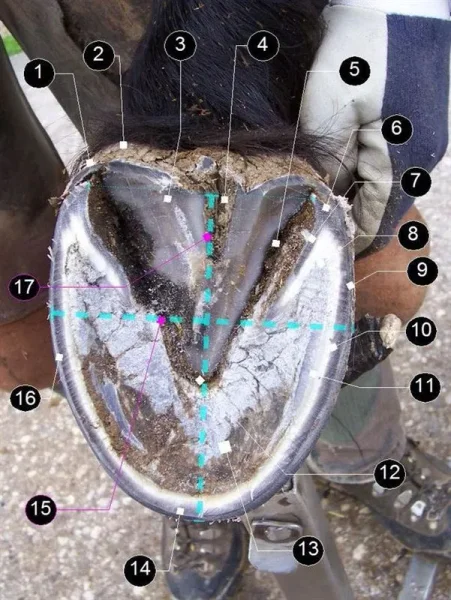 There are many aspects to horse care. Horses, ponies, mules, donkeys and other domesticated equids require attention from humans for optimal health and long life.