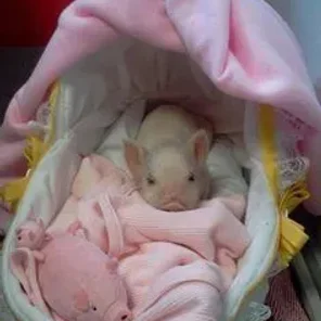 Spoiled Pig Syndrome
